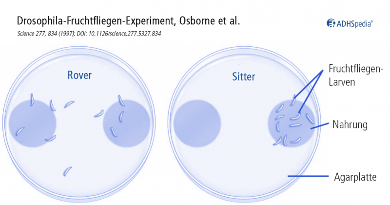 Datei:Fliegen-Experiment.png